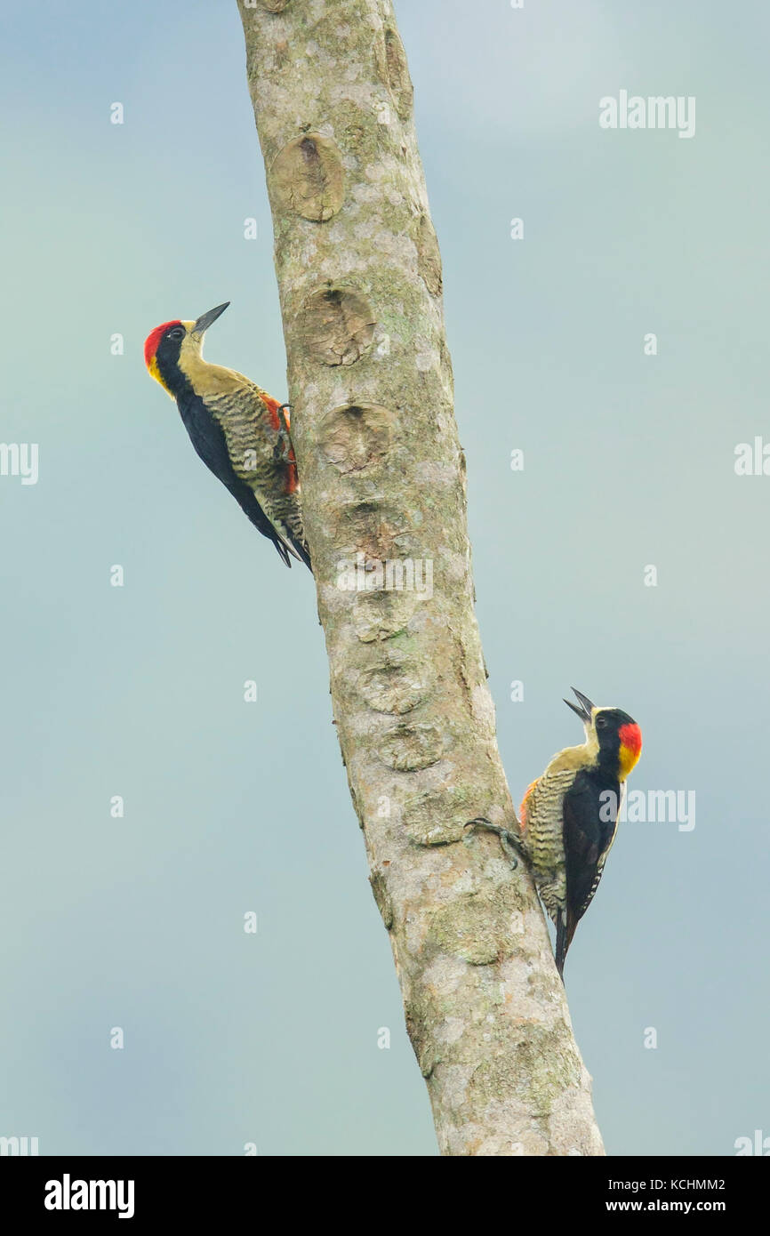 Beautiful woodpecker (Melanerpes Pulcher) perched on a branch in the mountains of Colombia, South America. Stock Photo