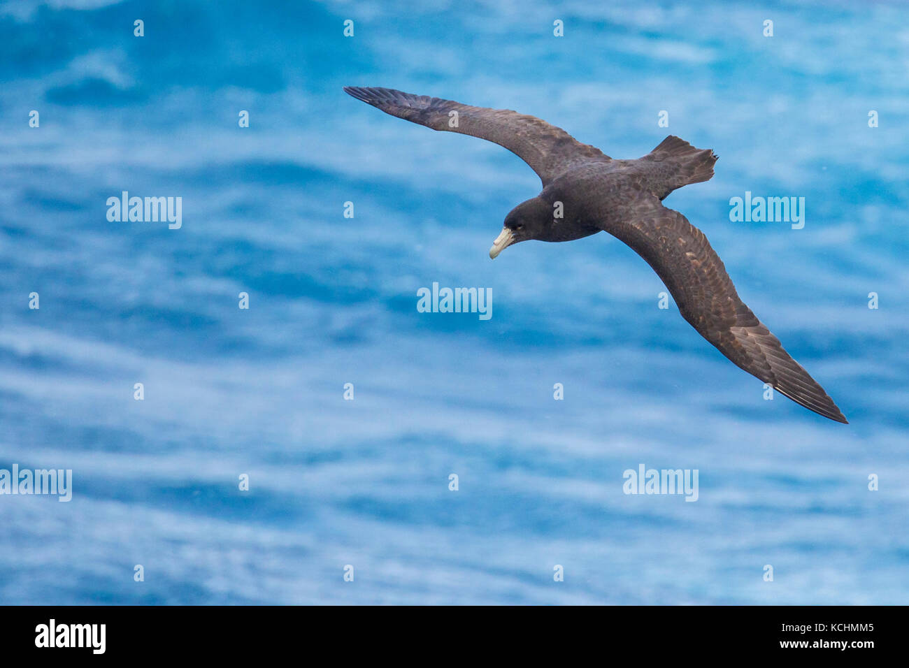 Southern Giant Petrel (Macronectes giganteus) flying over the ocean searching for food near South Georgia Island. Stock Photo