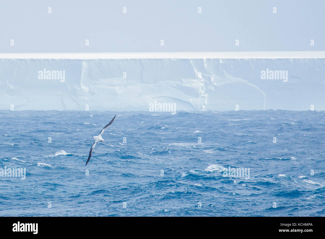 Seabird soaring above choppy seas, South Georgia and the South Sandwich Islands Stock Photo