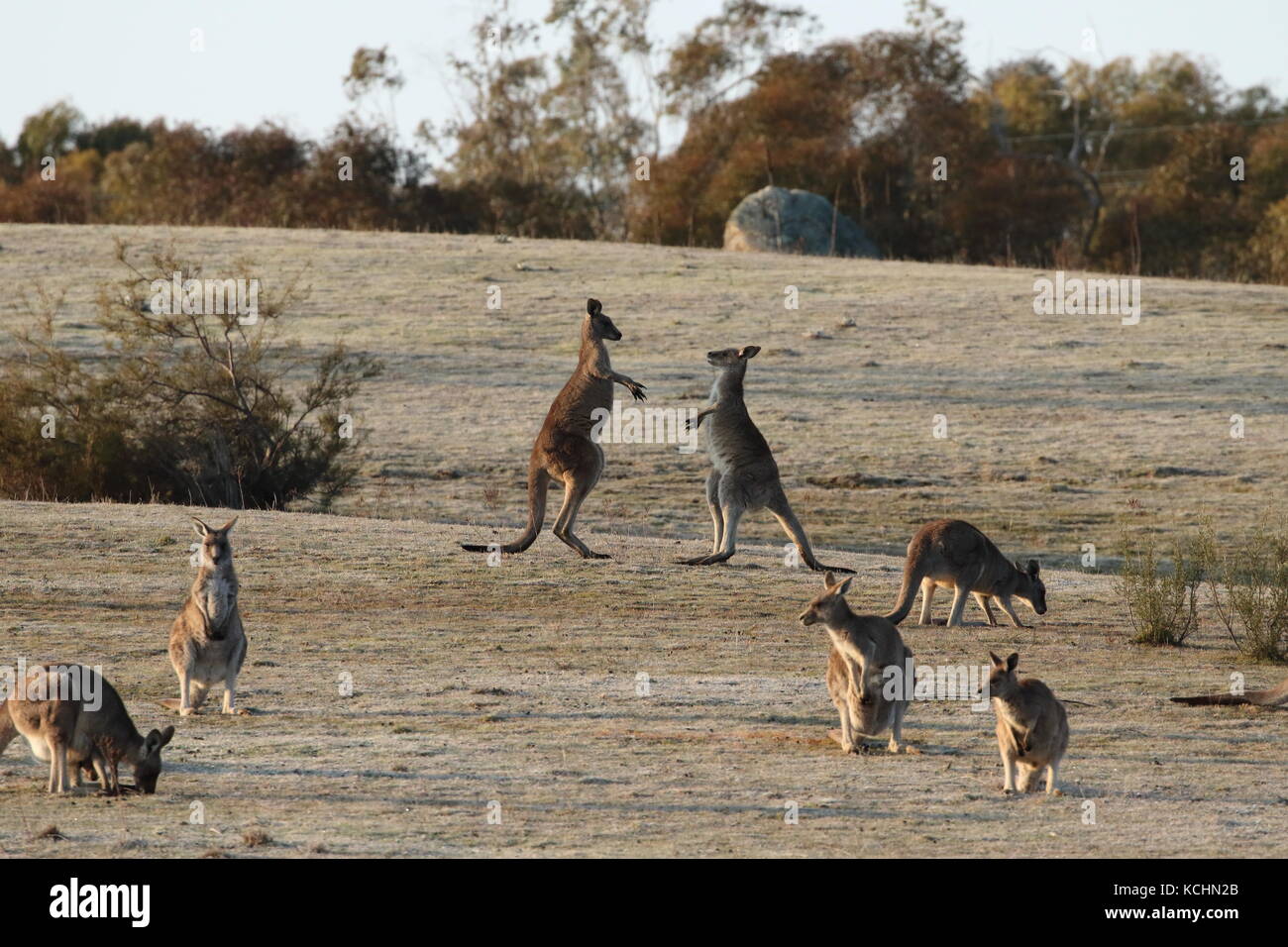 eastern grey kangaroo juveniles sparring Stock Photo