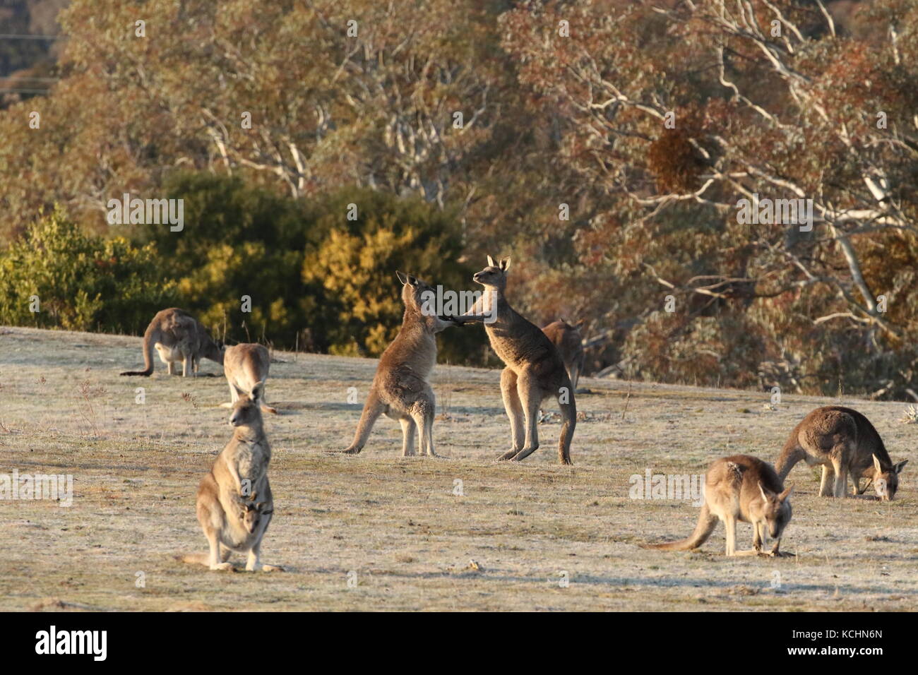 eastern grey kangaroo juveniles sparring Stock Photo