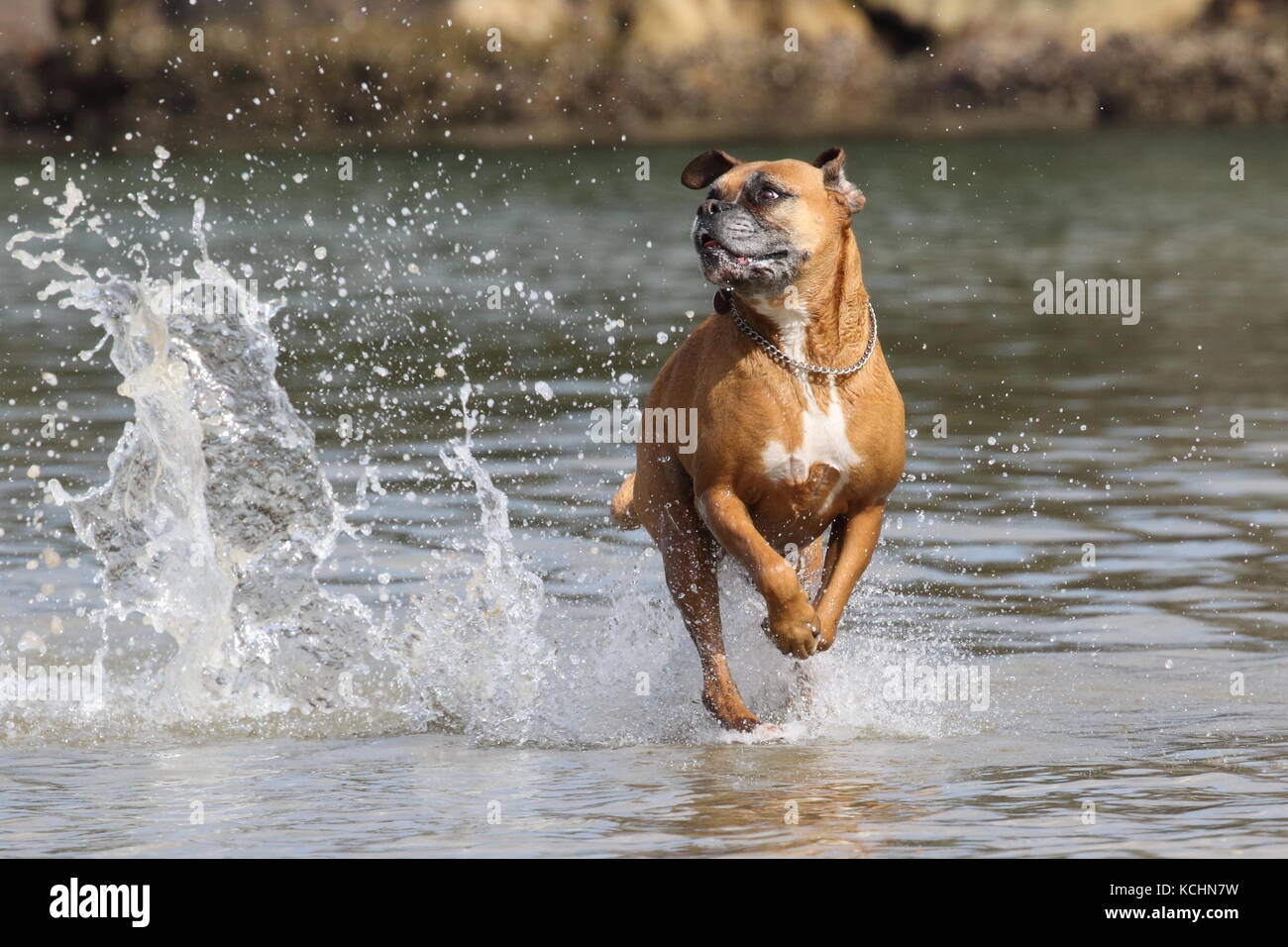Boxer dog running playfully through water Stock Photo