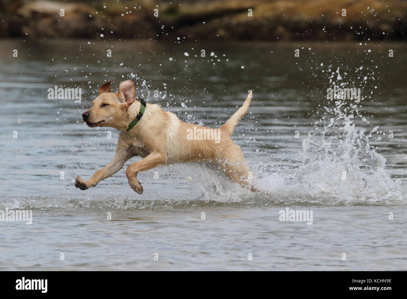 Labrador puppy running through water Stock Photo