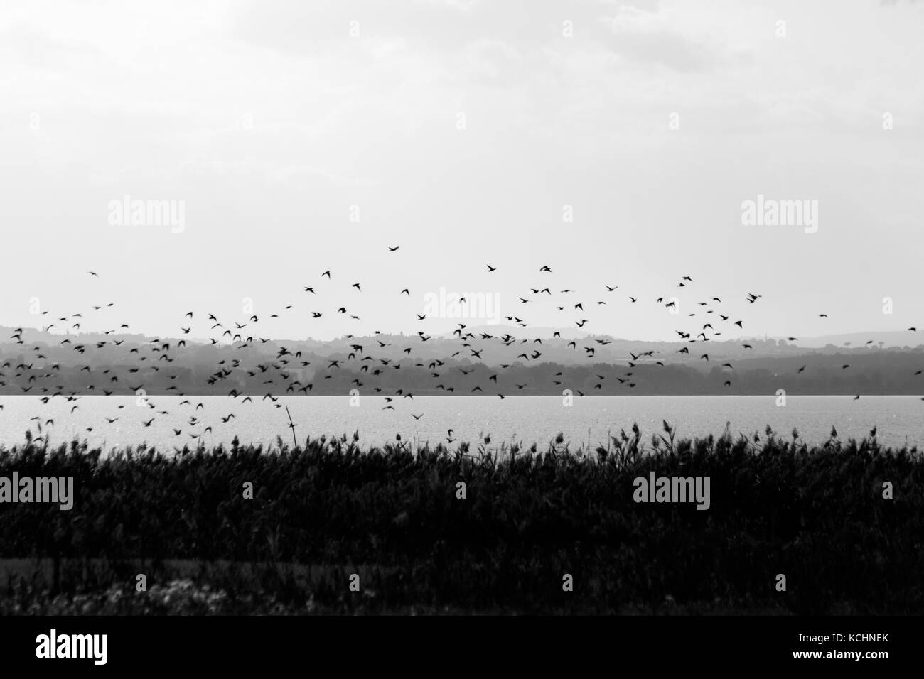 A flock of birds flying over a lake shore, with plants and vegetation in the foreground and distant hills in the foreground Stock Photo