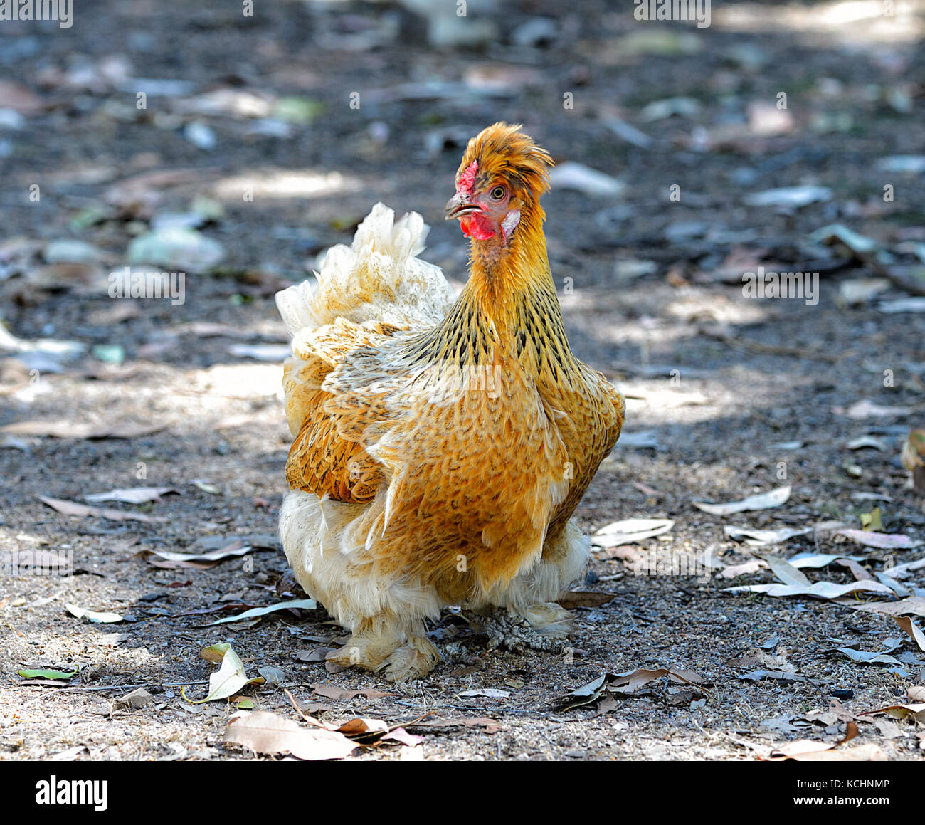 Cross breed silkie-cochin Chicken Stock Photo - Alamy