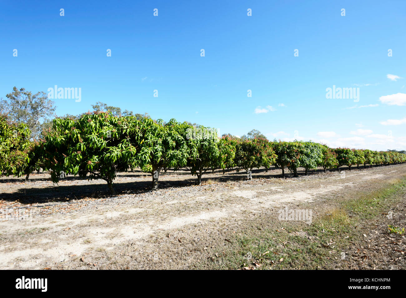 Mango trees hires stock photography and images Alamy