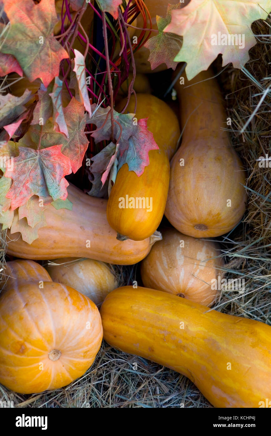 Ripe pumpkins lie on the hay. Harvest Stock Photo - Alamy