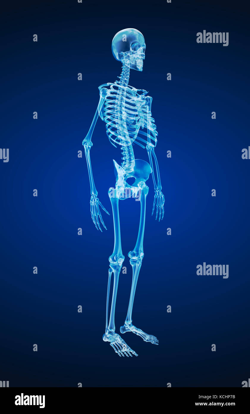 Human skeleton, xray view. Medically accurate 3d illustration Stock ...