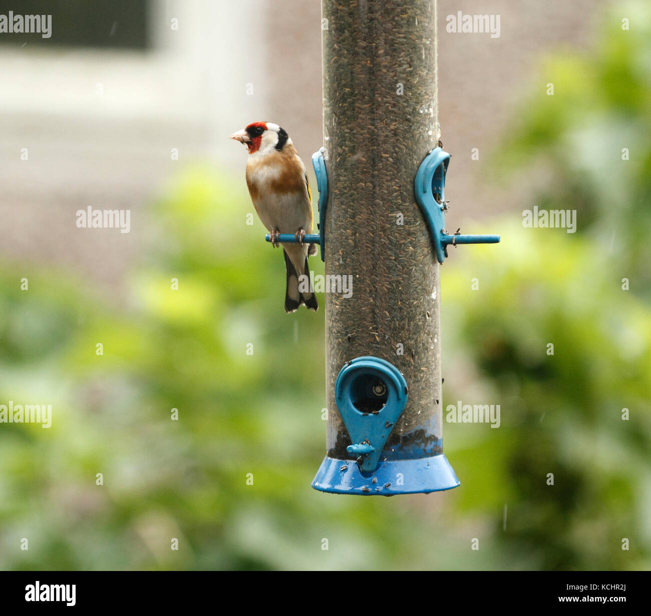 Goldfinch Carduelis Carduelis On A Niger Seed Feeder Name