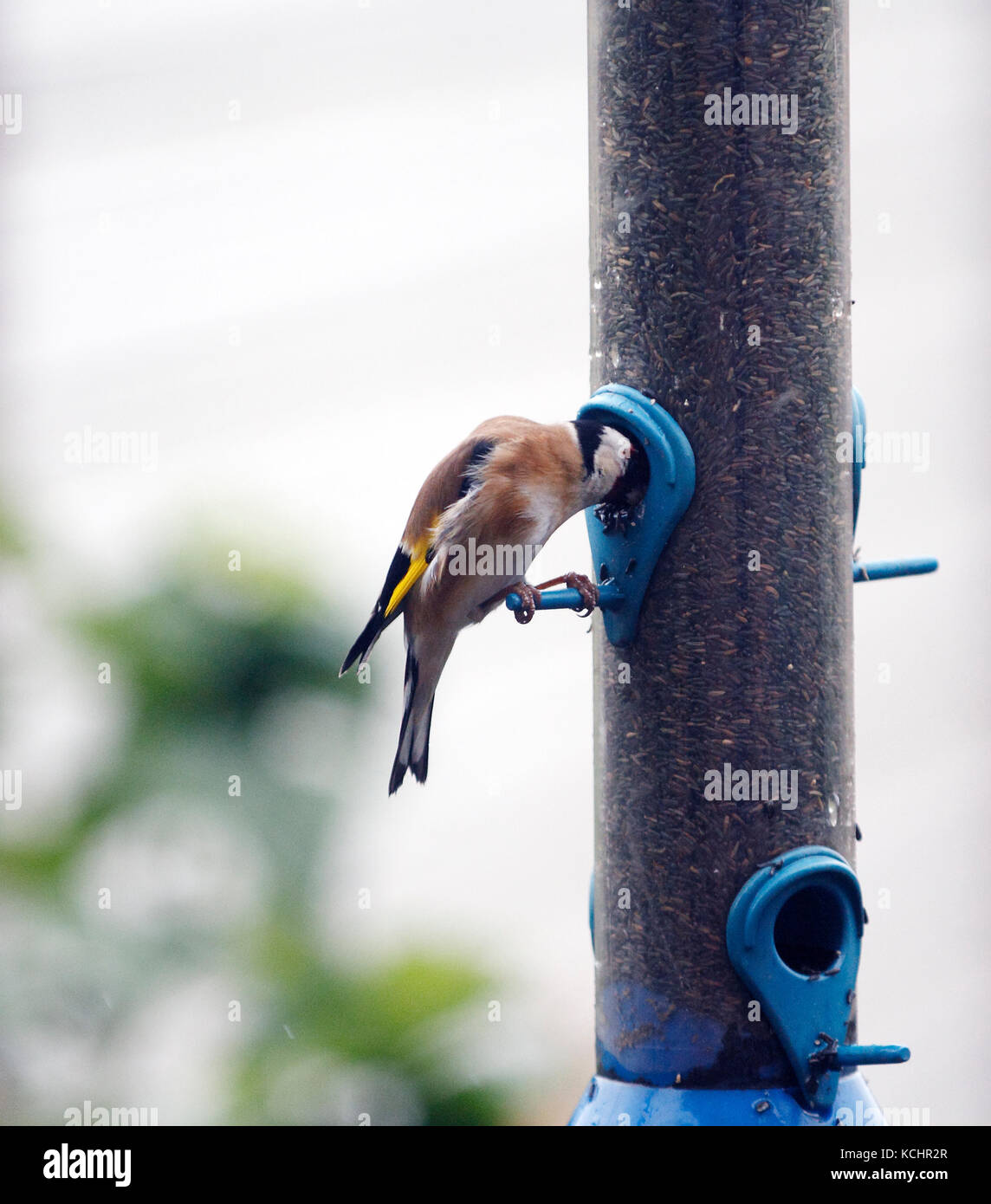 Goldfinch Carduelis Carduelis Head First In A Niger Seed Feeder