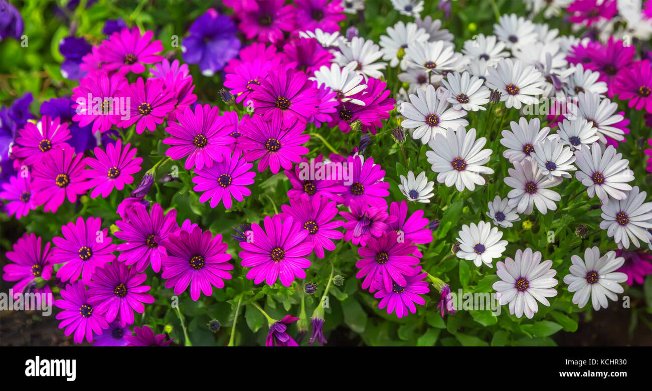 Purple and white Dimorphotheca ecklonis flowers. Stock Photo