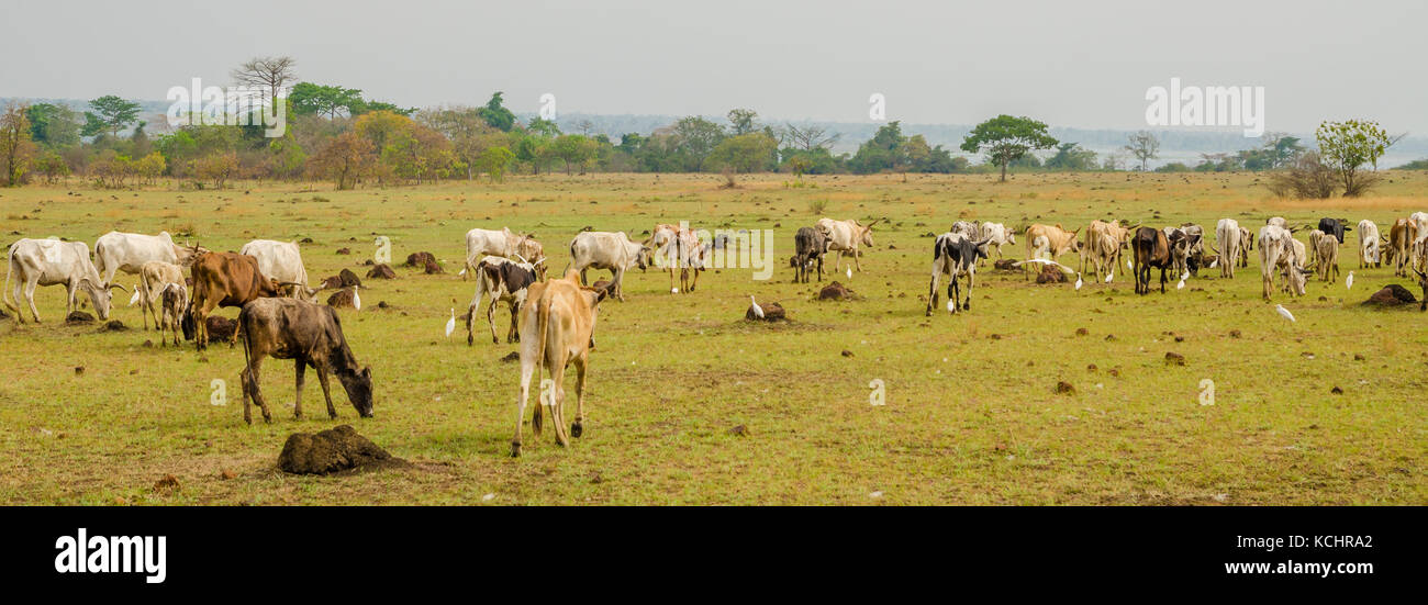 Panorama of skinny African cattle herd grazing and walking on green field in Ivory Coast, West Africa Stock Photo