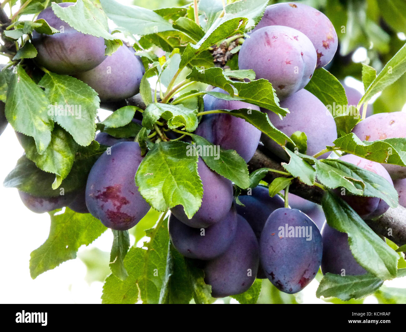 Blue plum tree in overgrown garden, picture of a Stock Photo Alamy