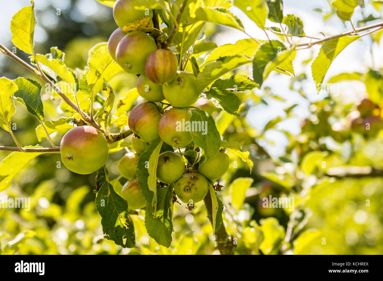 apple tree in a garden, ripe apples on a branch Stock Photo - Alamy