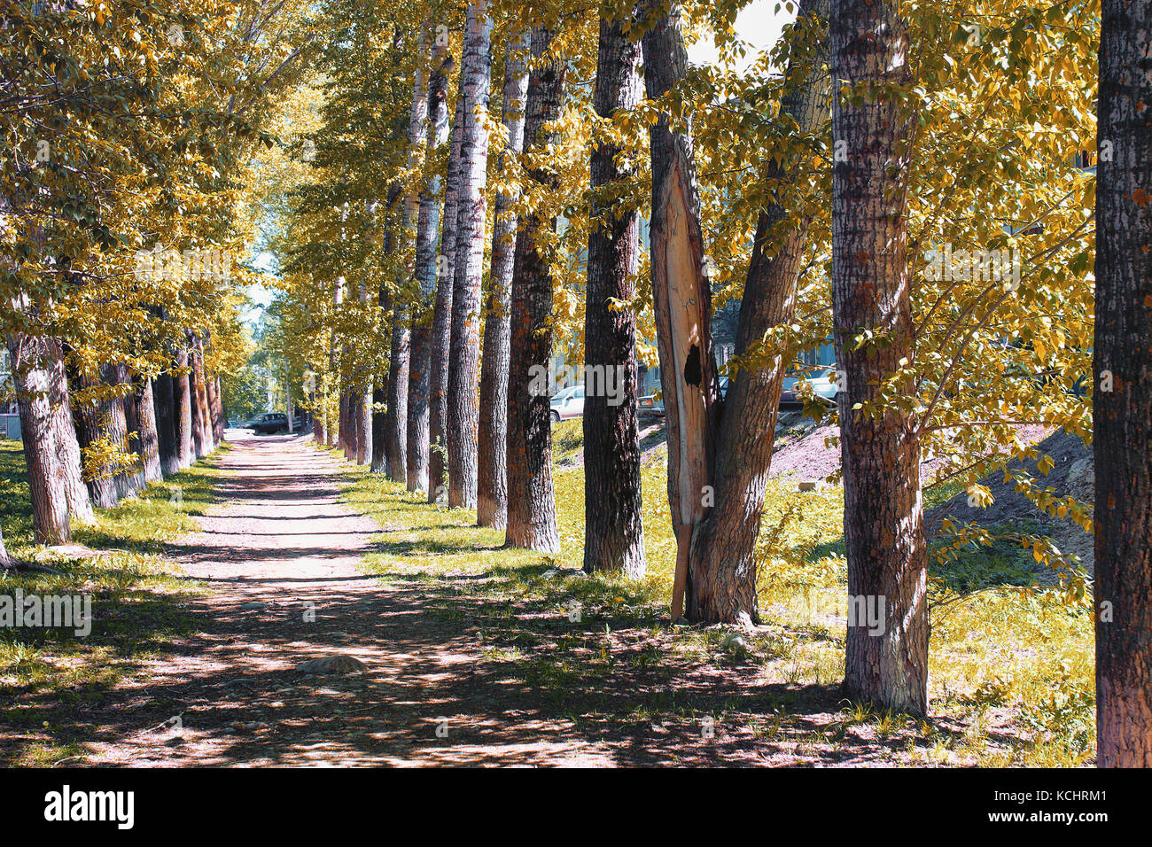 Alley of poplars with yellowing leaves in late summer Stock Photo - Alamy