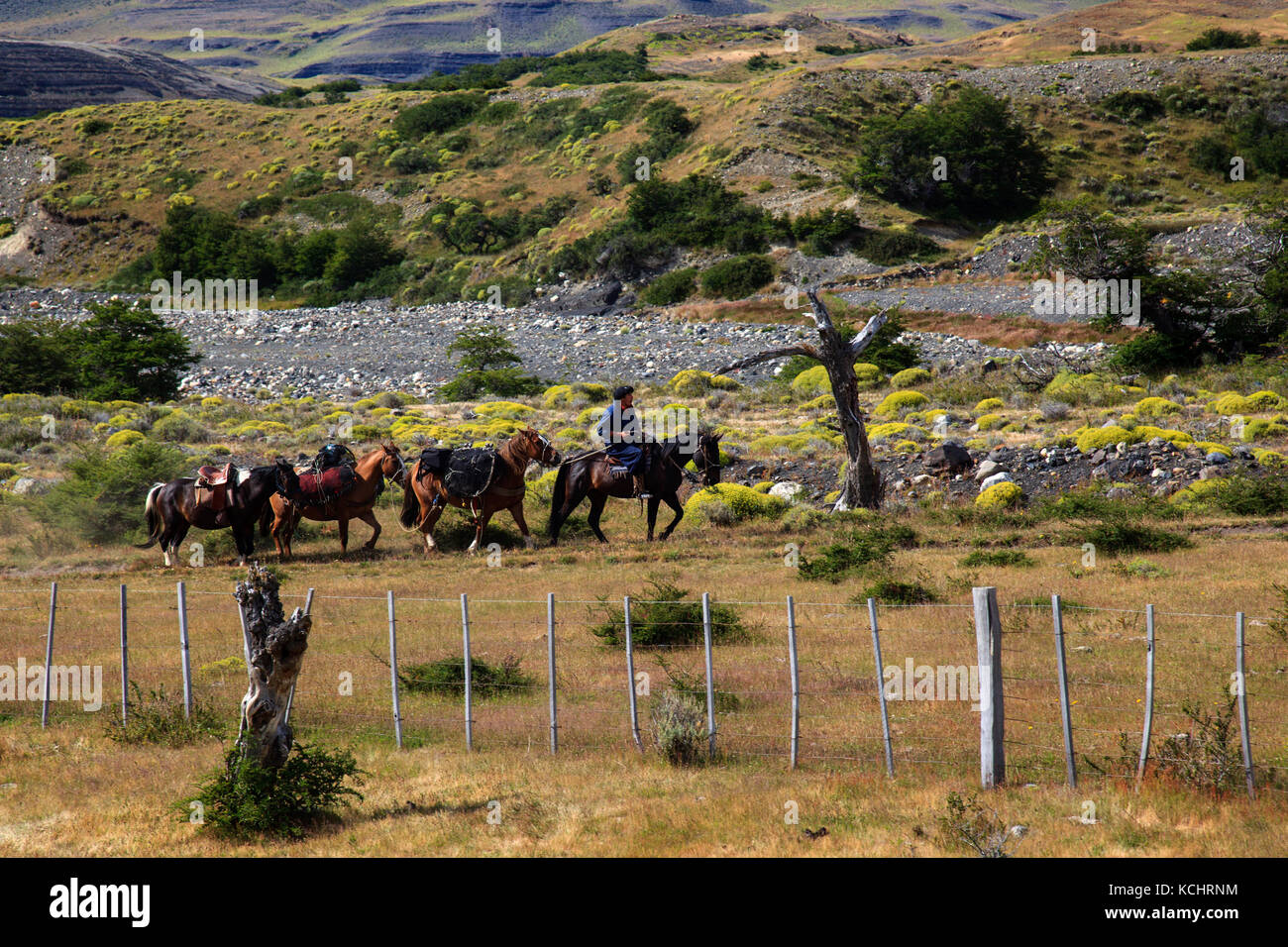 Horses in the Torres del Paine National Park, Chile, South America Stock Photo