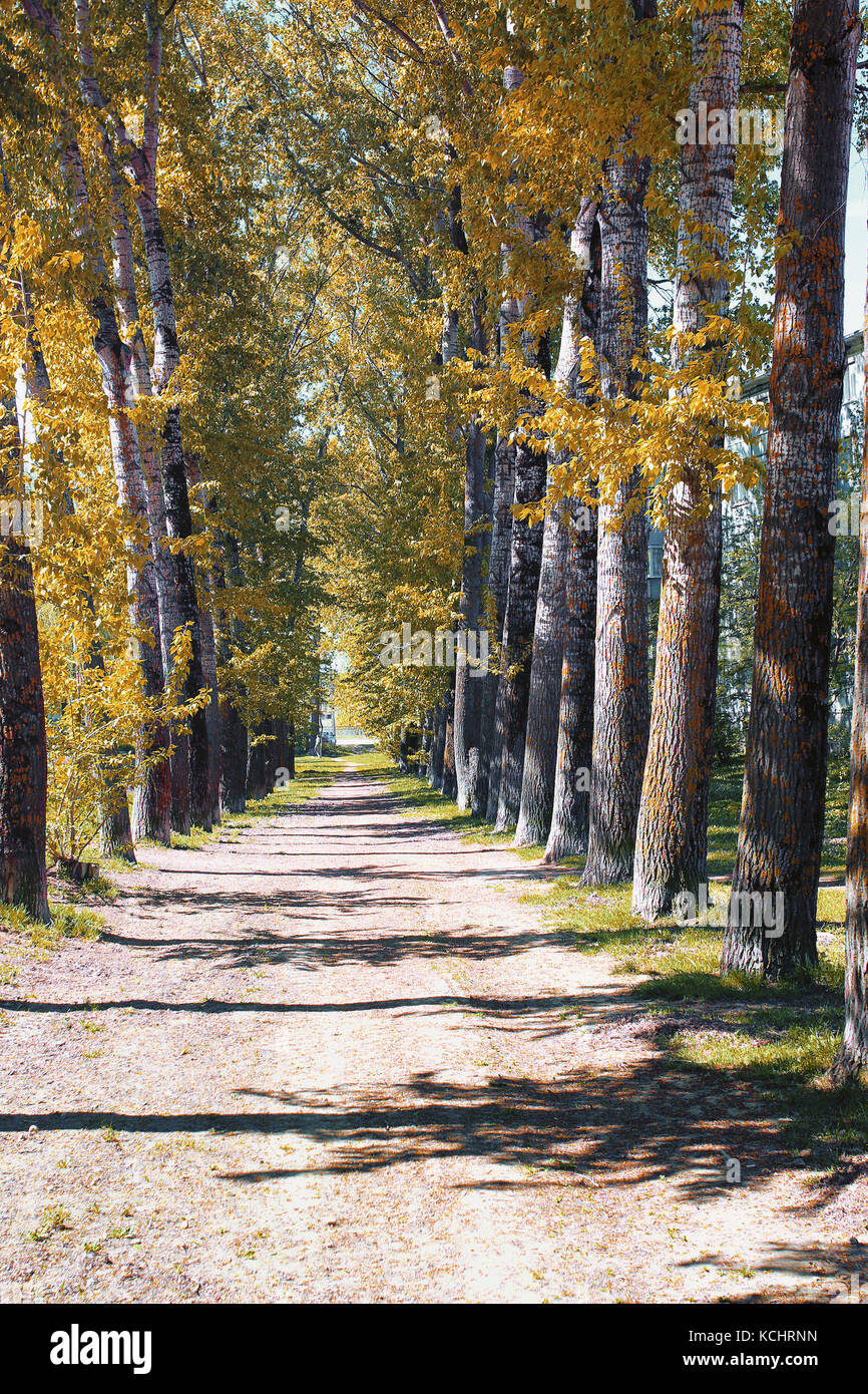 Alley of poplars with yellowing leaves in late summer Stock Photo - Alamy