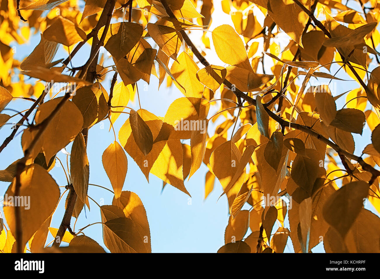 Yellow autumn leaves of trees on clear blue sky Stock Photo - Alamy