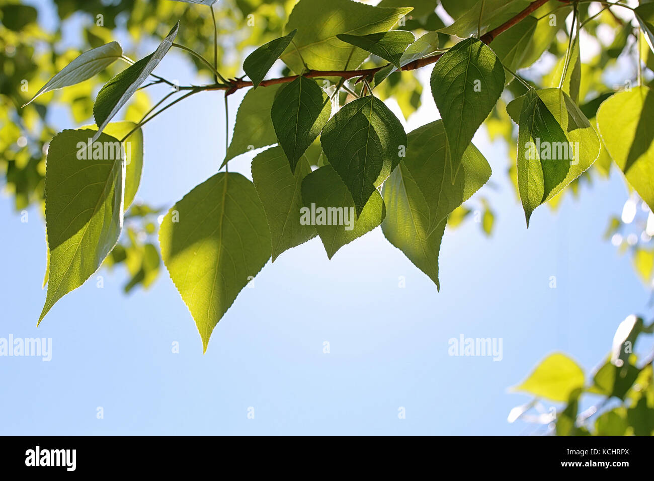 Green fresh leaves of trees on clear blue sky Stock Photo - Alamy