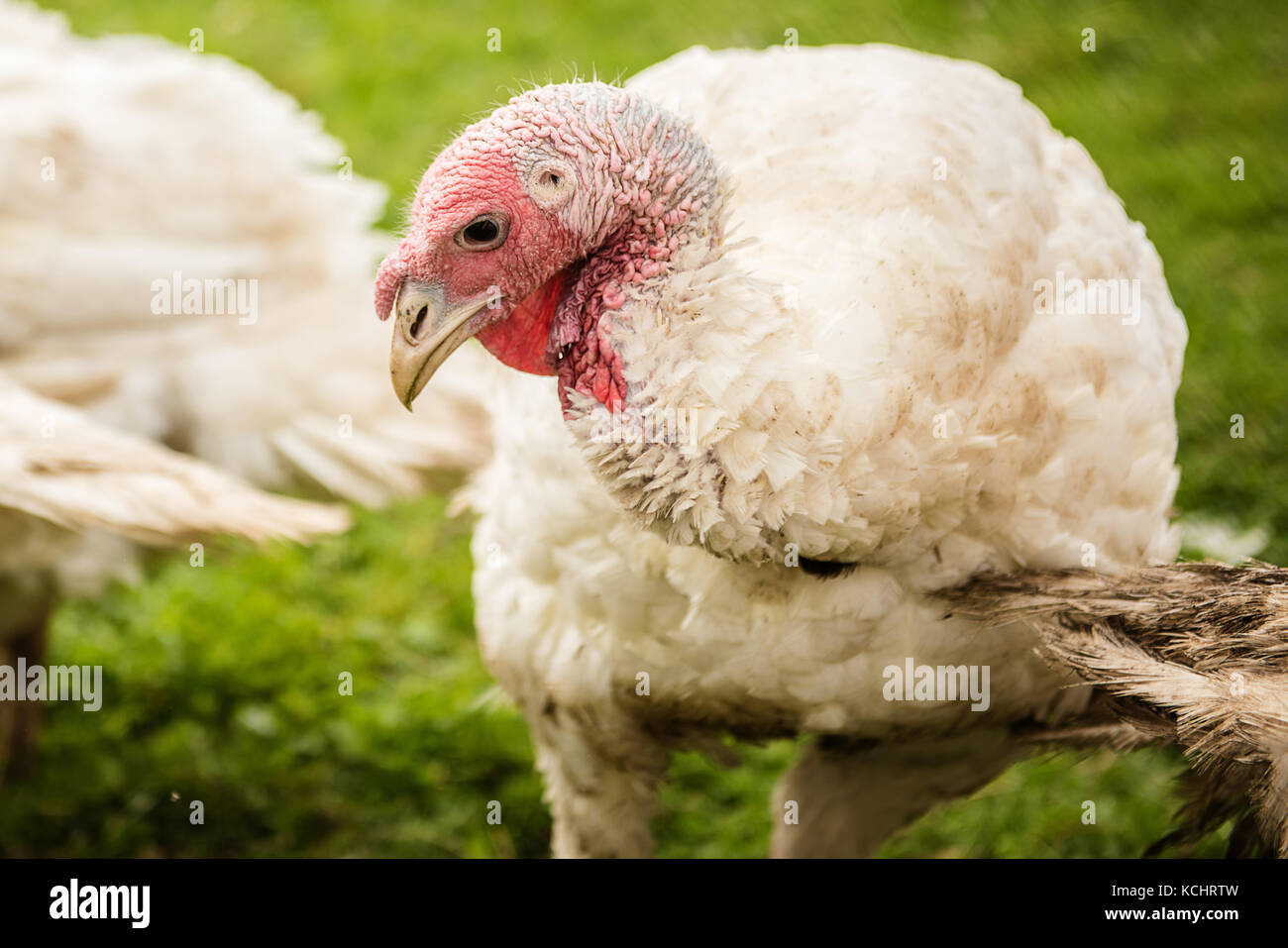 Pinterest thanksgiving list