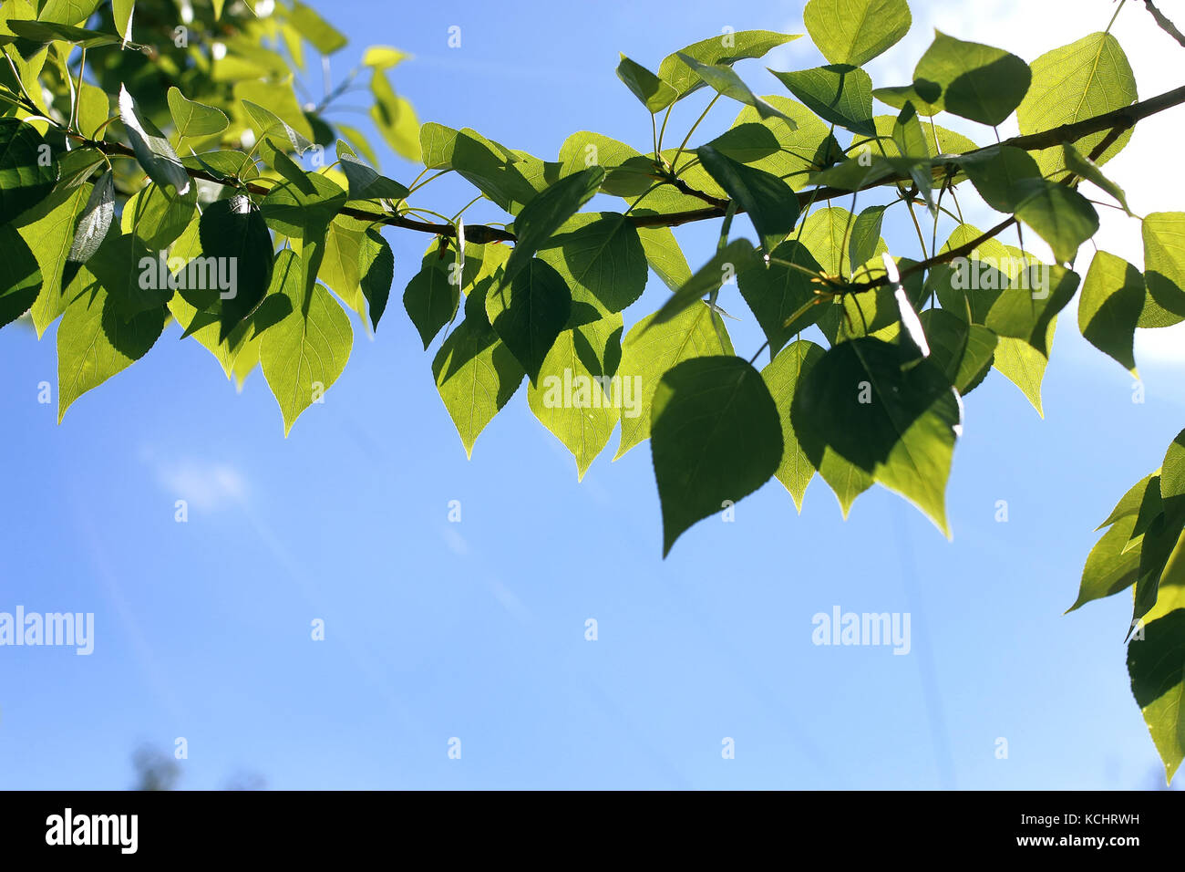 Fresh green leaves of trees on clear blue sky Stock Photo - Alamy