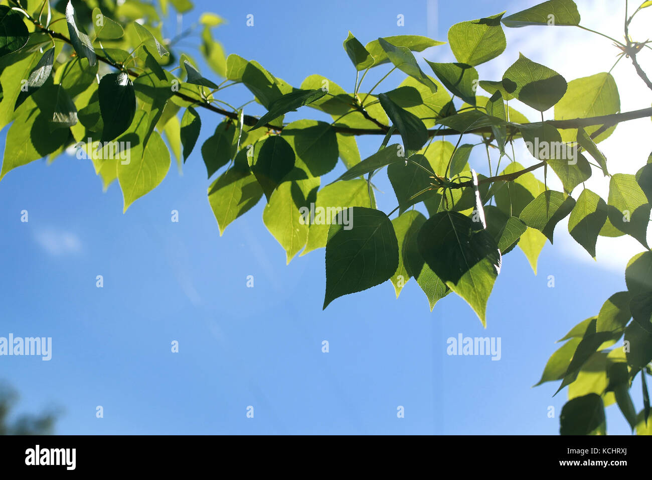 Fresh green leaves of trees on clear blue sky Stock Photo - Alamy
