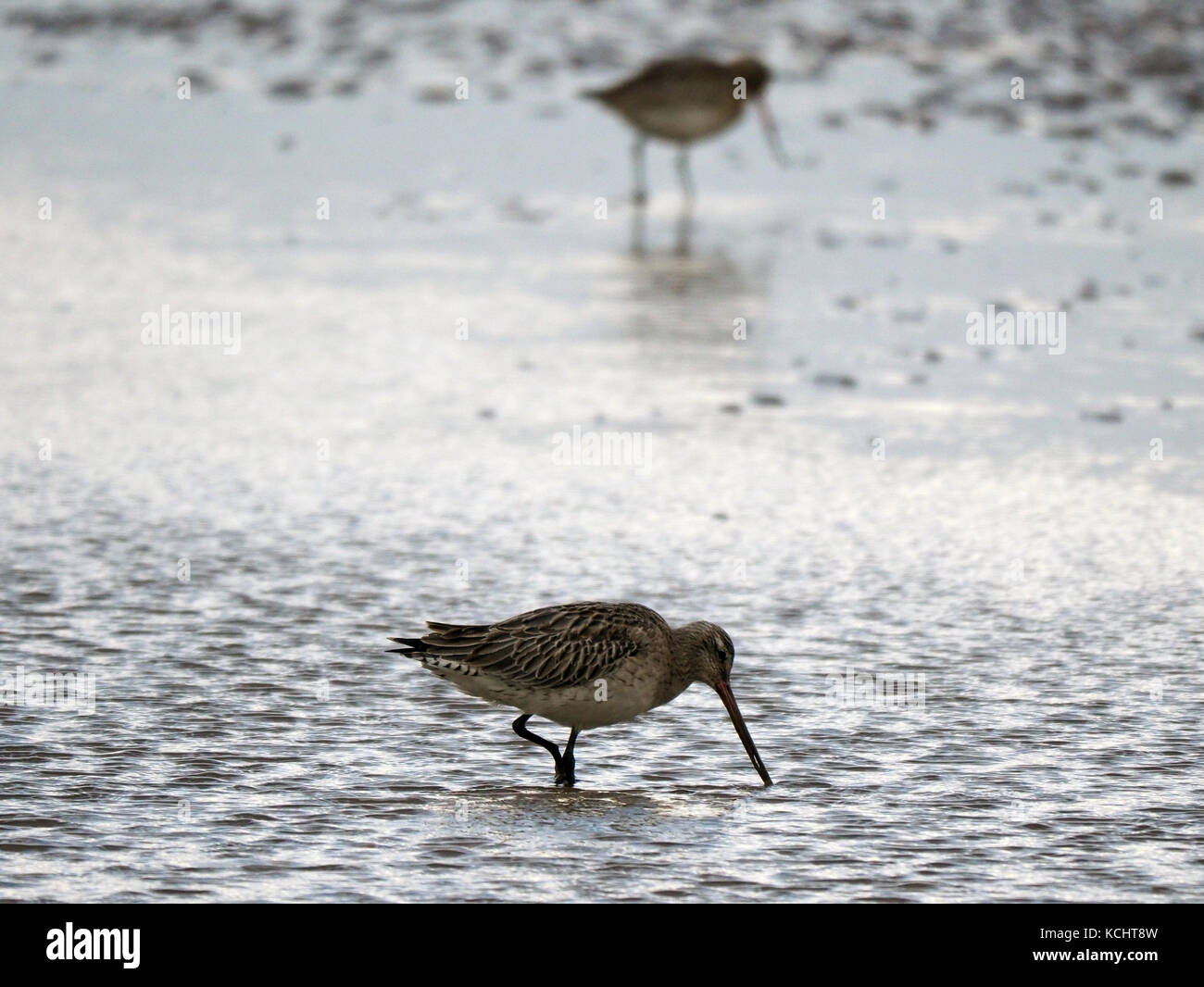 Dunlin wading on Ainsdale Beach Southport UK.Winter Visitor, September to February (12,500). A very small sparrow-sized wader, brown, pale underneath with a black beak. Present anywhere on the harbour in very large numbers, often in big flocks. Breeds North Britain, Scandinavia and Iceland. Stock Photo