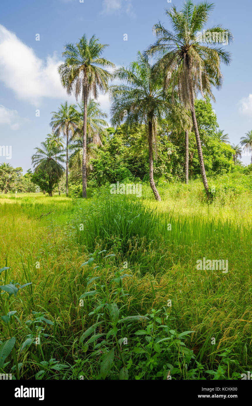 Landscape with lush green grass and high palms in the interior of The Gamiba, West Africa Stock Photo