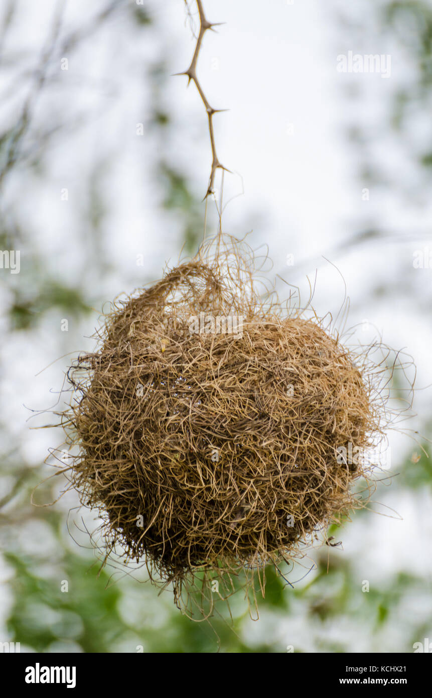 Elaborately built African masked weaver bird nest hanging dangerously from single twig, The Gambia, West Africa Stock Photo