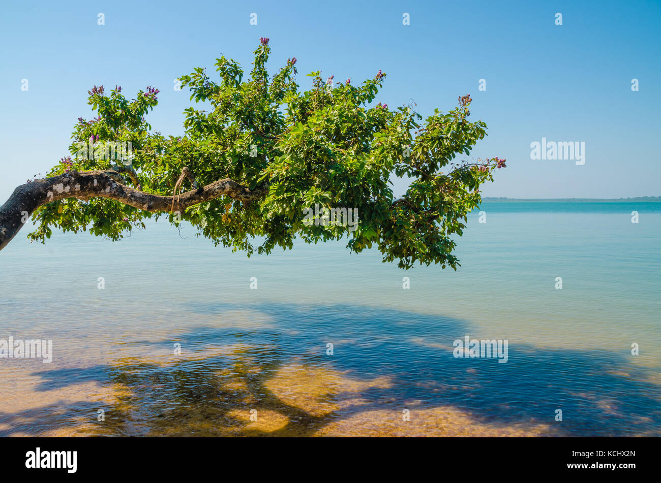 Beautiful landscape of tree growing over ocean at beach of Bijagos island Bubaque, Guinea Bissau, West Africa Stock Photo