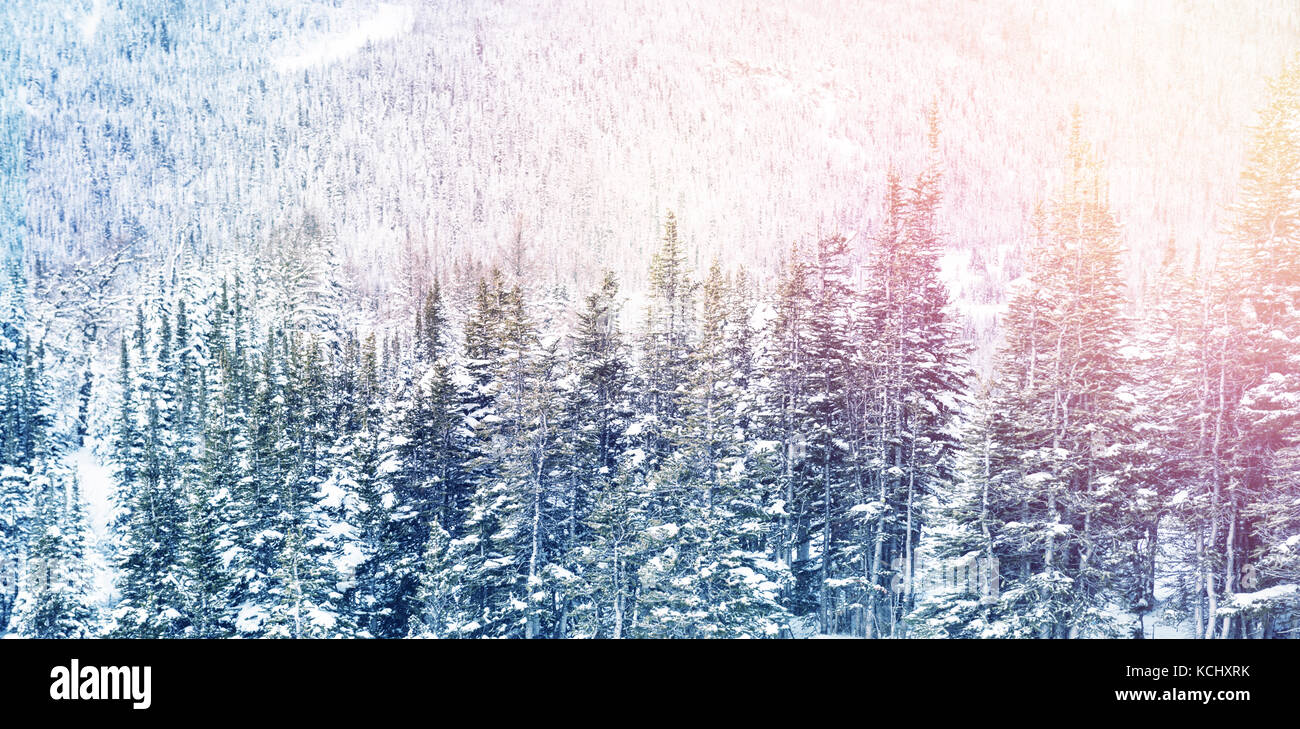 Snowy pine trees on alp mountain slope during winter Stock Photo - Alamy