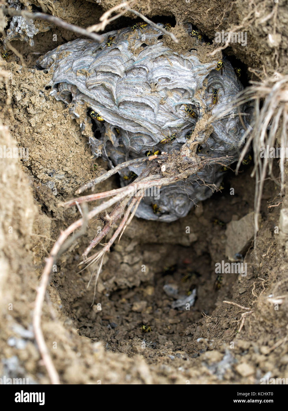 Wasps nest Vespula germanica. In dark hole! Stock Photo
