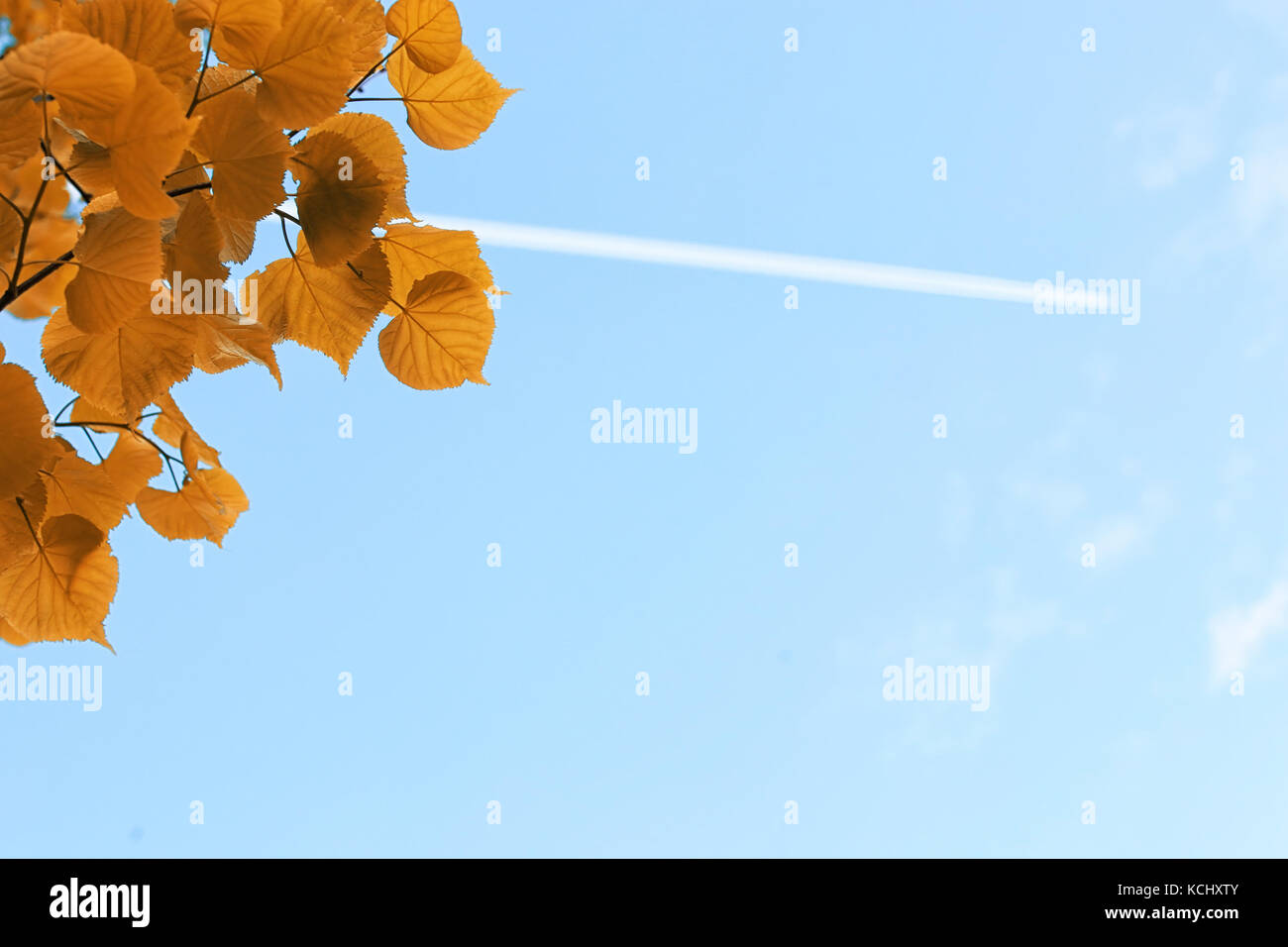 Yellow autumn leaves of trees on clear blue sky Stock Photo - Alamy