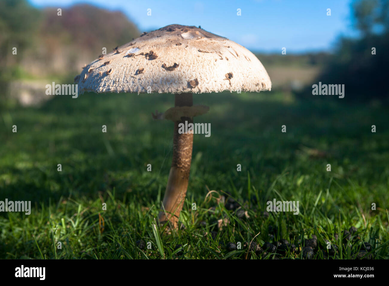 Netherlands, Zeeland, Parasol mushroom (lat. Macrolepiota procera) at the nature park Oranjezon near Vrouwenpolder on the peninsula Walcheren  Niederl Stock Photo