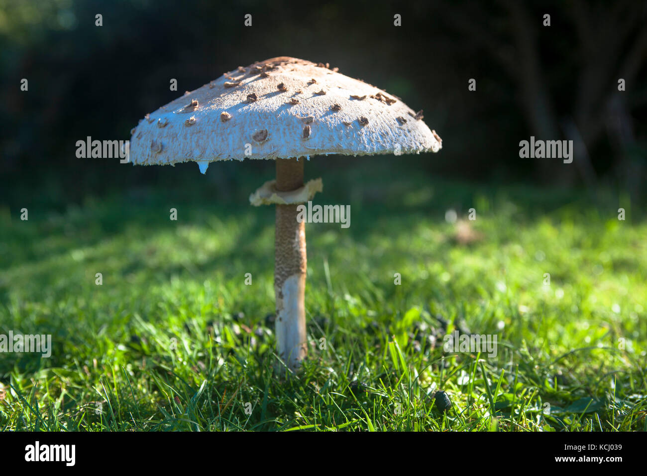 Netherlands, Zeeland, Parasol mushroom (lat. Macrolepiota procera) at the nature park Oranjezon near Vrouwenpolder on the peninsula Walcheren  Niederl Stock Photo