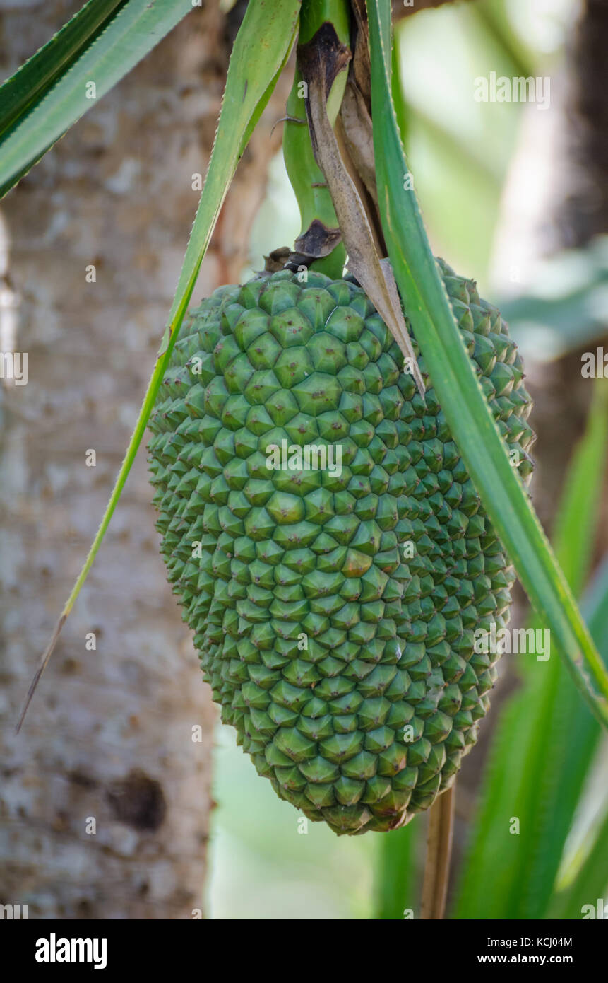 Close-up of exotic Durian fruit growing on tree in Guinea, West Africa Stock Photo