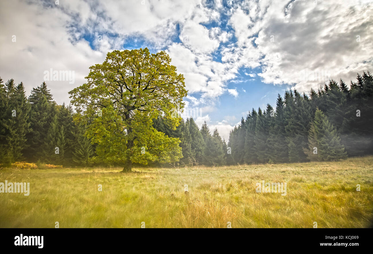 A Lonely Tree on a clearing in the Forest Stock Photo