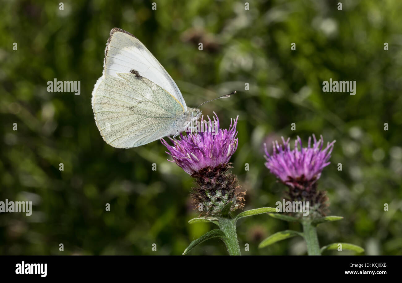 large-white-butterfly-uk-pieris-brassica-stock-photo-alamy