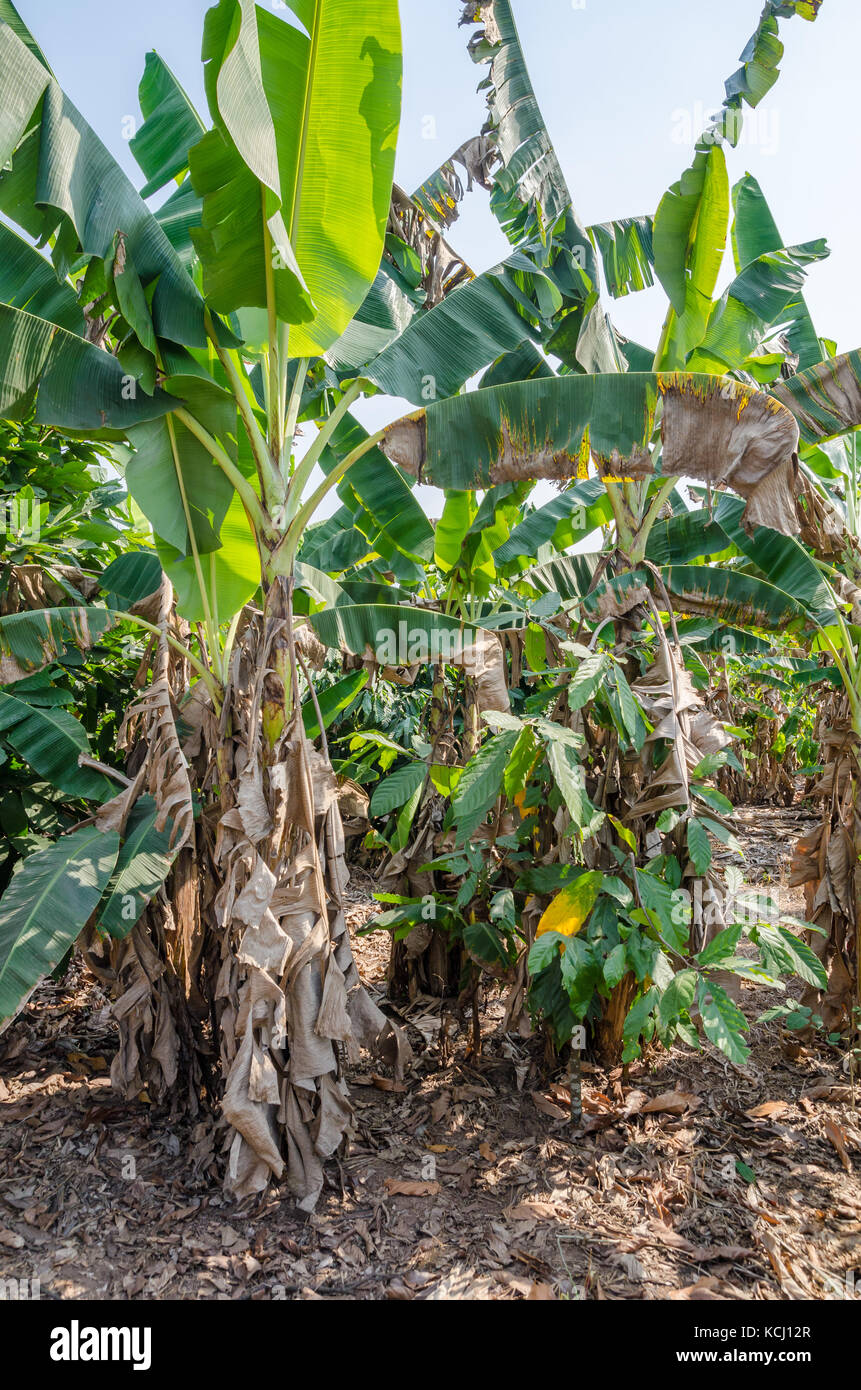 Banana trees growing in plantation in Ivory Coast, West Africa Stock Photo