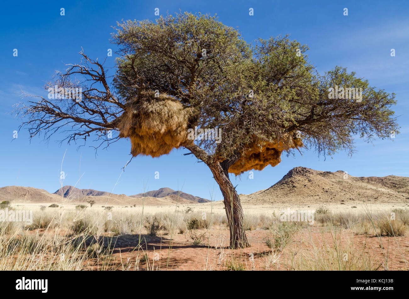 African acacia tree covered in giant weaver bird nests, Namibia, Southern Africa Stock Photo