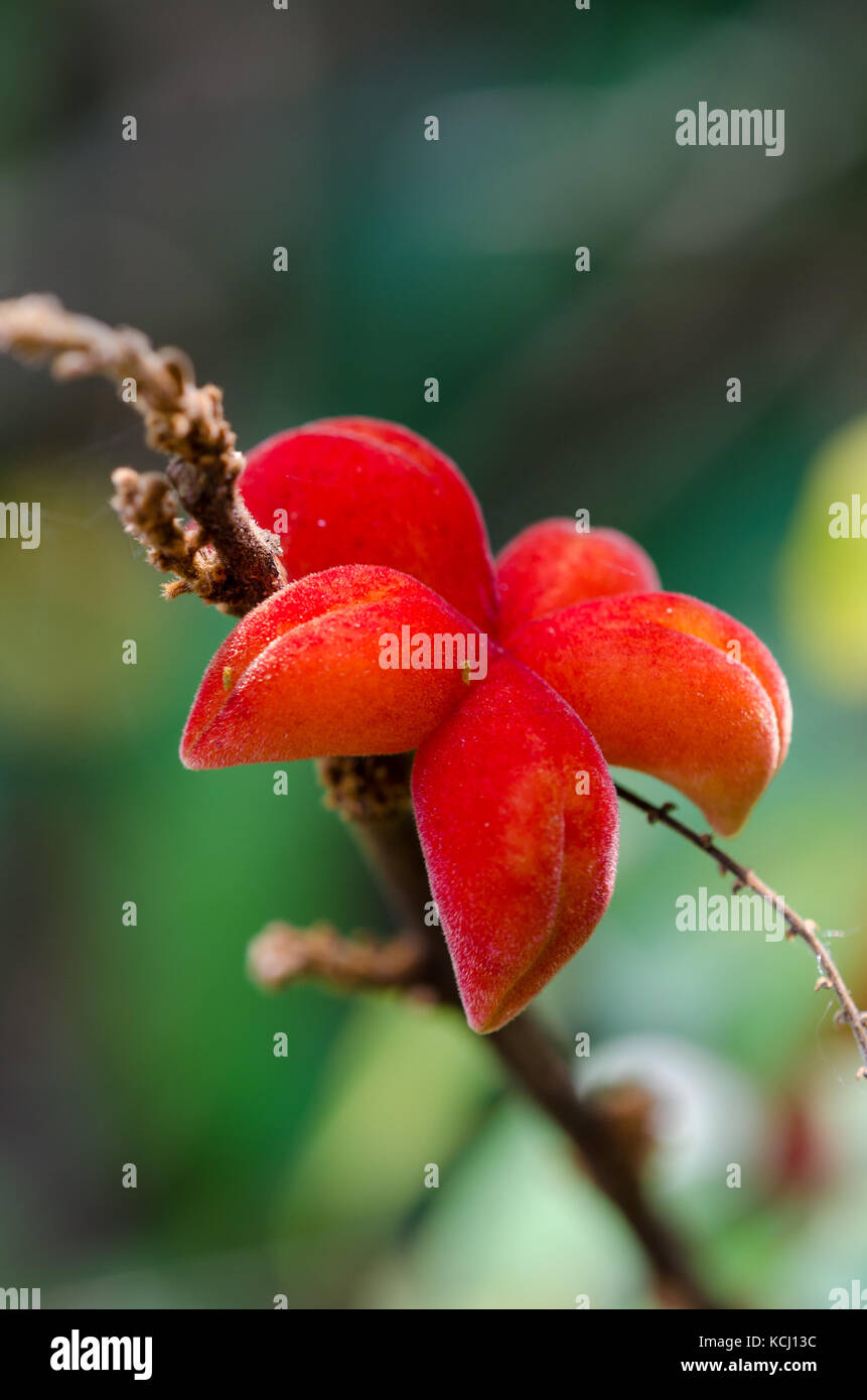 Close-up macro of beautiful and exotic star formed red plant, Ghana, West Africa Stock Photo