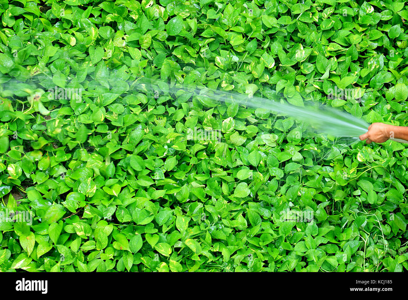 Gardener Watering Vibrant Green Devil's Ivy Plants with Spray Hose Pipe Stock Photo