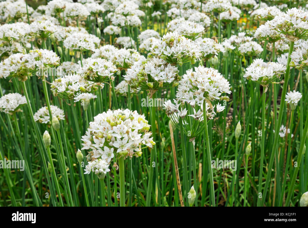 Close up of white Oriental garlic flowers flower flowering in summer England UK United Kingdom GB Great Britain Stock Photo