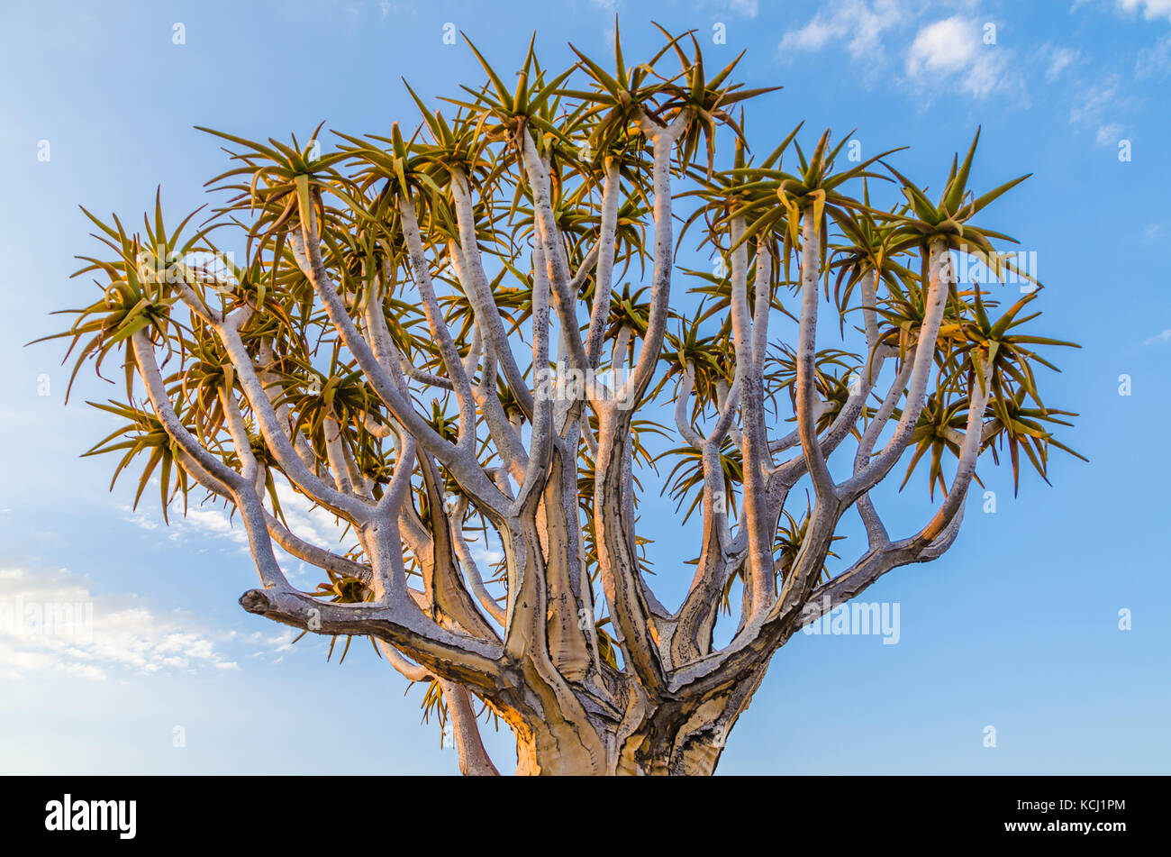 Beautiful exotic quiver tree in rocky and arid Namibian landscape, Namibia, Southern Africa Stock Photo