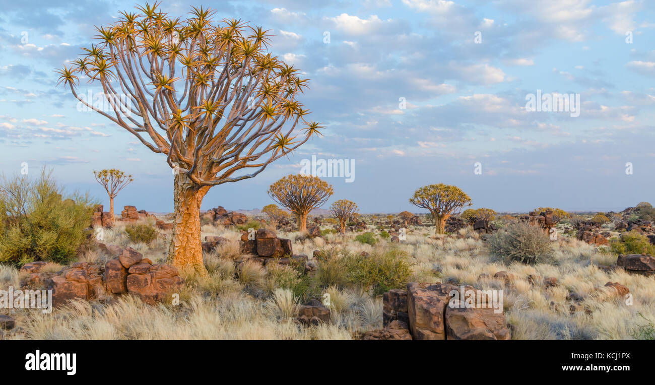Beautiful exotic quiver tree in rocky and arid Namibian landscape, Namibia, Southern Africa Stock Photo