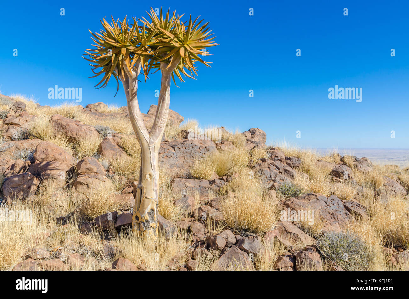 Beautiful exotic quiver tree in rocky and arid Namibian landscape, Namibia, Southern Africa Stock Photo