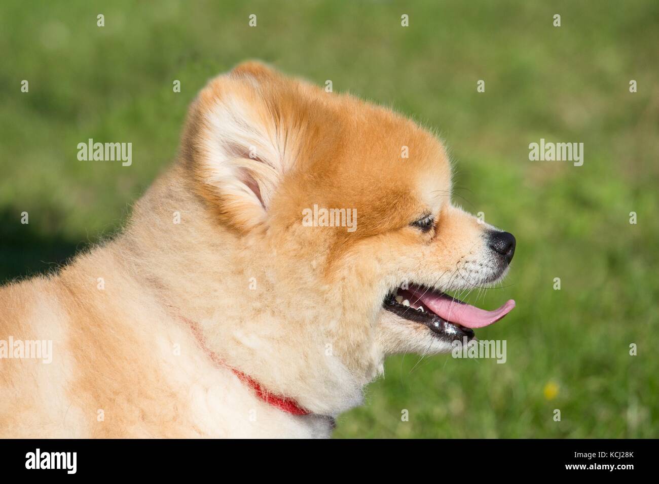 small dwarf spitz dog with a red necklace Stock Photo