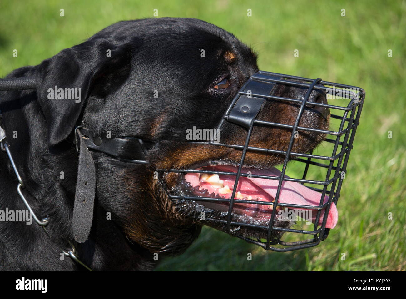 portrait of a large dog rottweiler male adult muzzled in close up