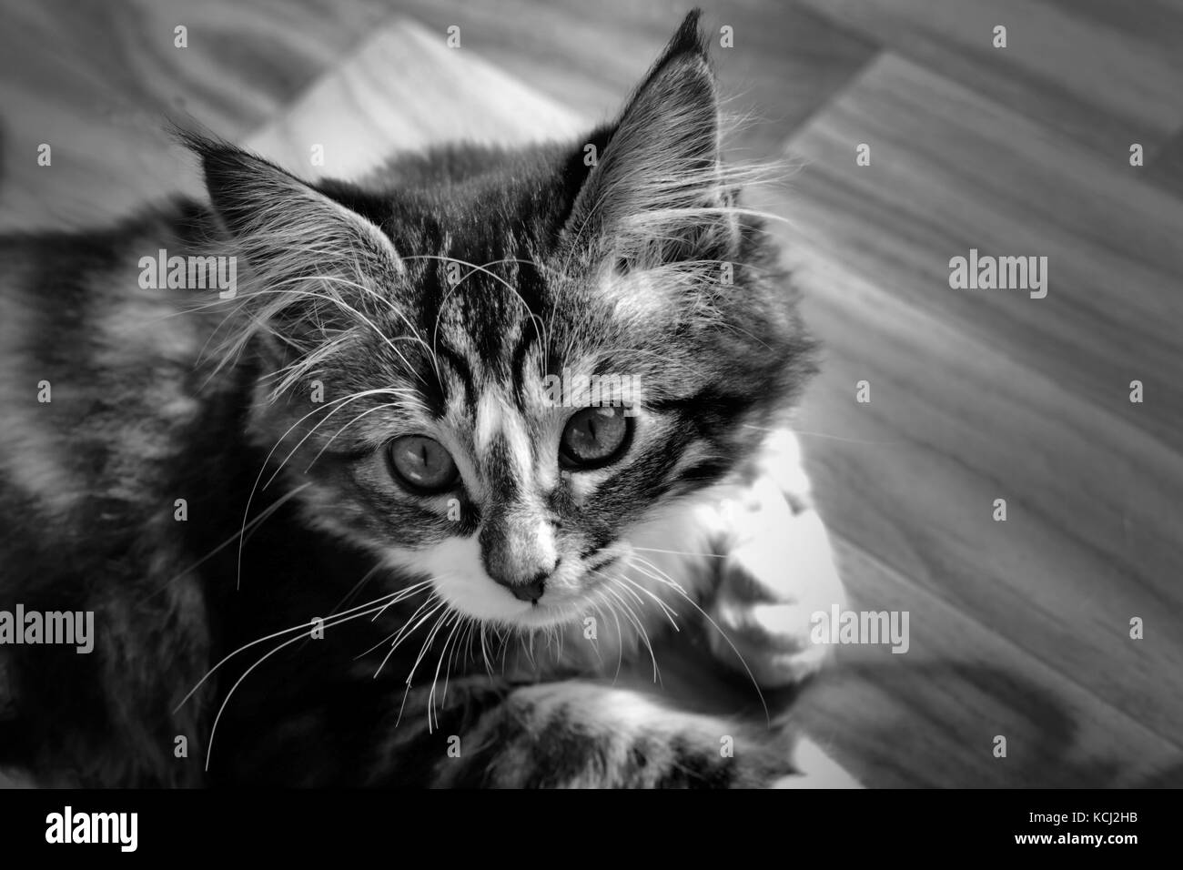 little Norwegian kitten who rests on the ground   monochrome photo and cat with colorful eyes yellow ,purple , orange , blue ,green Stock Photo