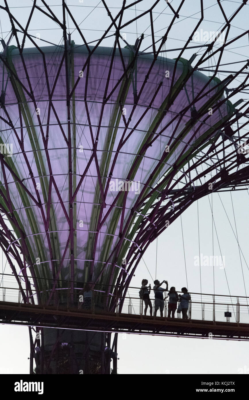 At dusk, a group of visitors meandering 22 metres above ground along the 128-metre long OCBC Skyway, connected by two of the 12 man-made Supertrees at Stock Photo